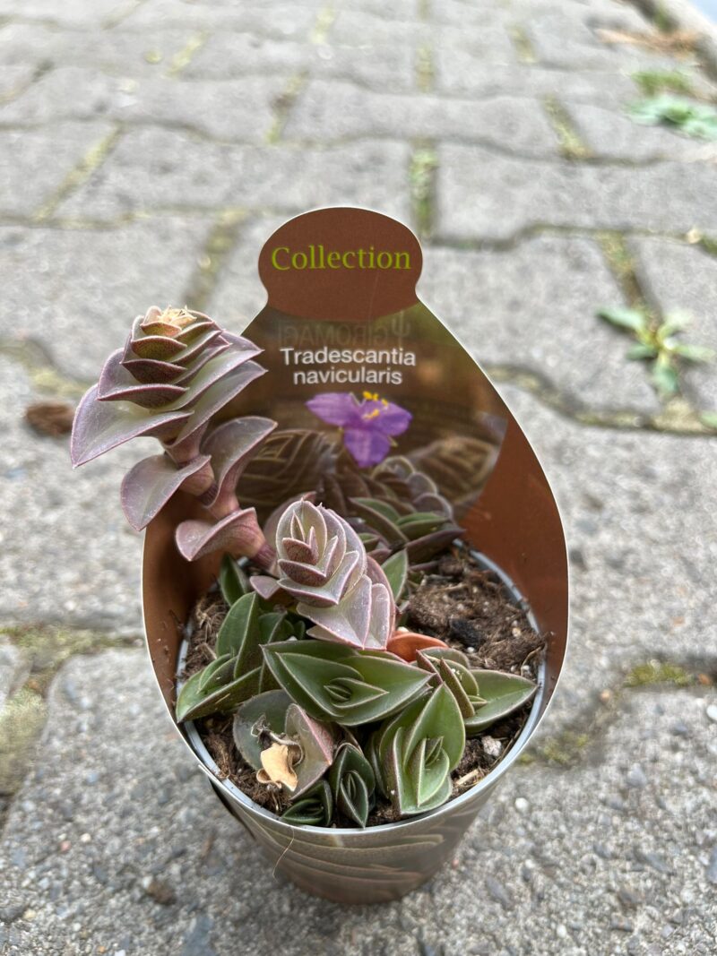 TRADESCANTIA NAVICULARIS