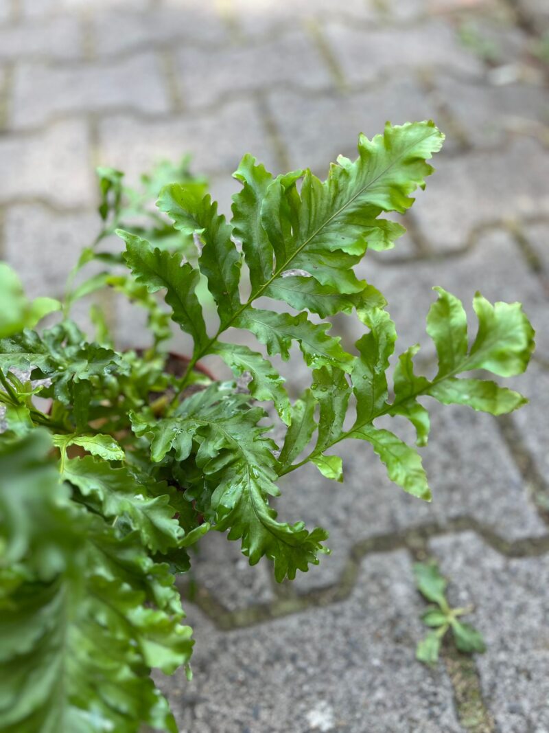 microsorum punctatum dragon’s wing