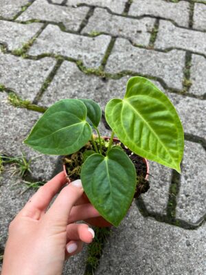 Anthurium Villenaorum x Veitchii
