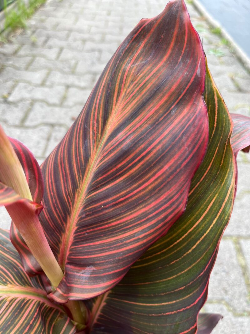 Canna Tropicanna Durban
