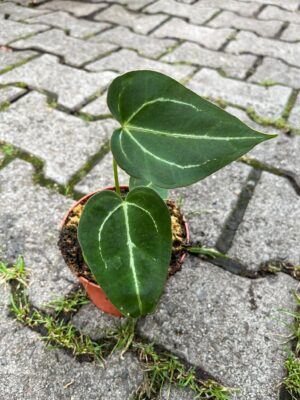 Anthurium noid x forgetii