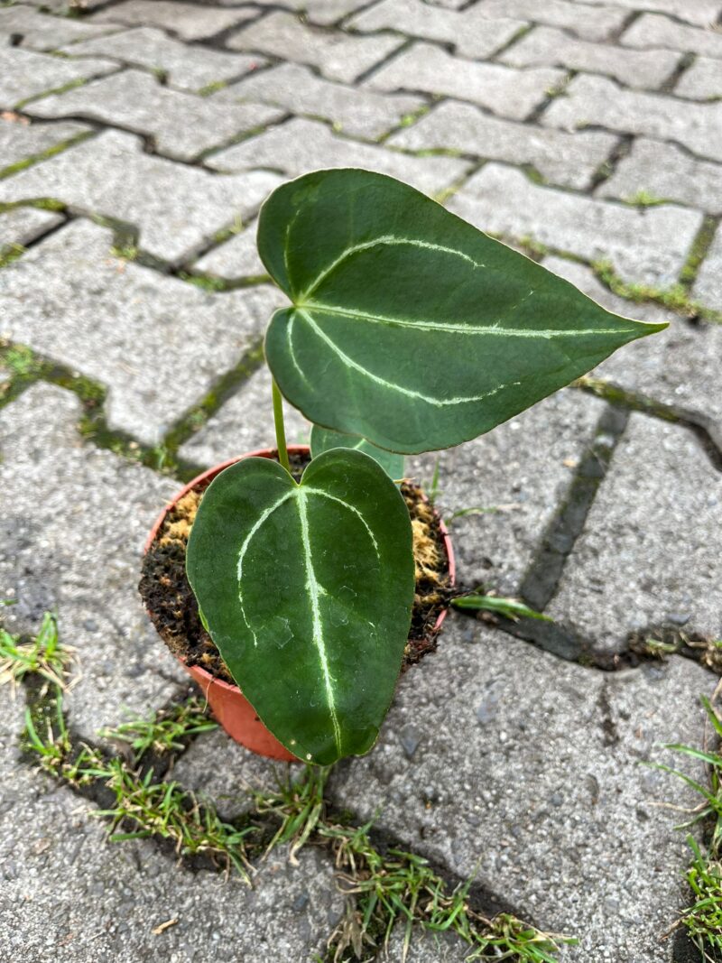 Anthurium noid x forgetii