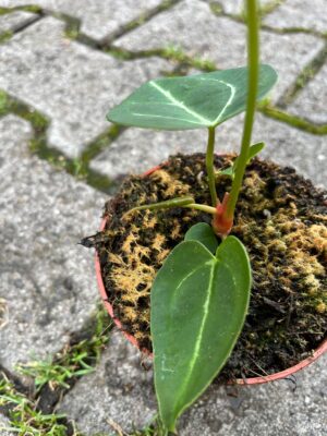 Anthurium noid x forgetii