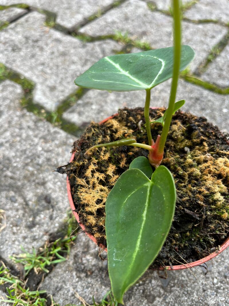 Anthurium noid x forgetii