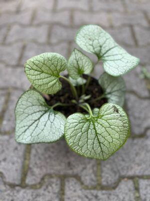 BRUNNERA MACROPHYLLA SILVER HEART BRUNNERA WIELKOLISTNA