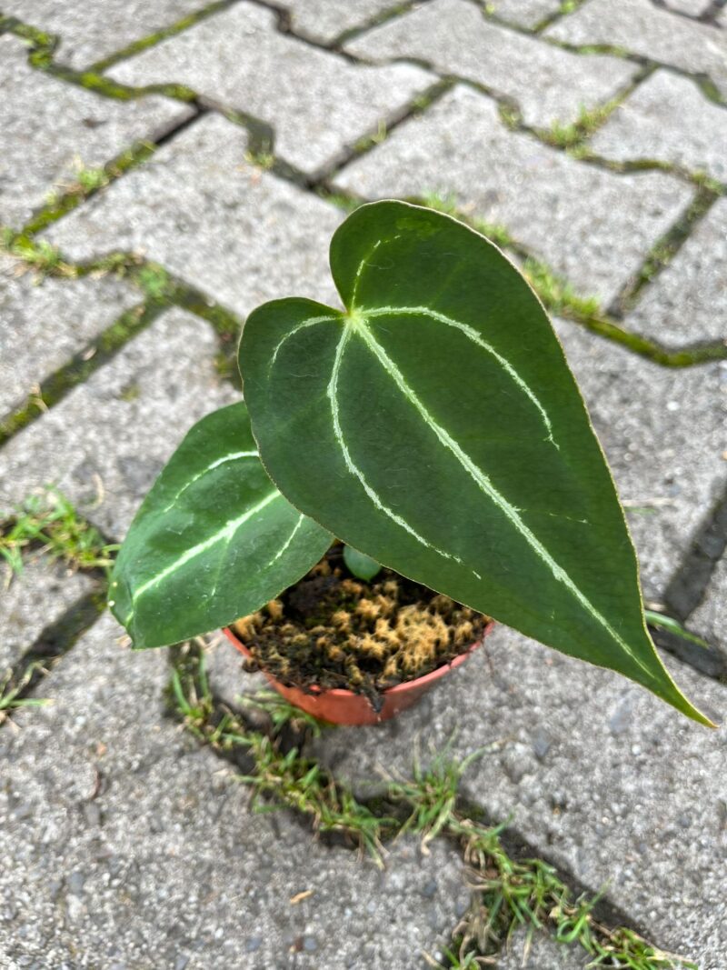 Anthurium noid x forgetii