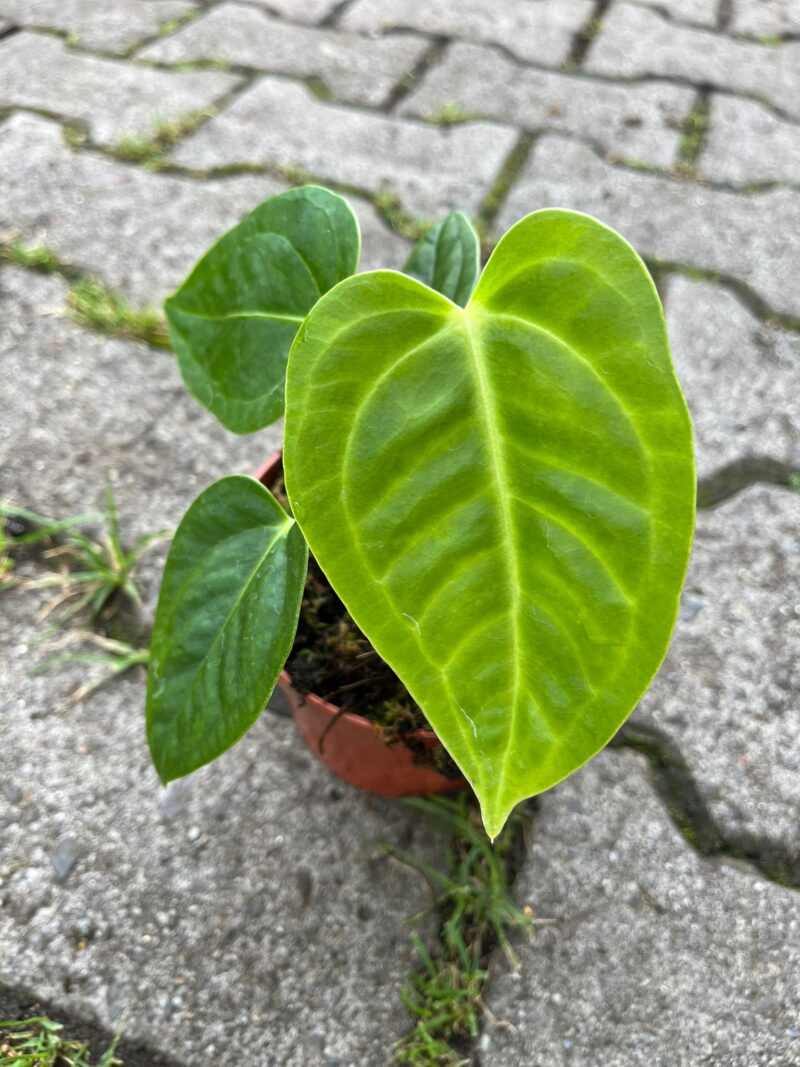 Anthurium Villenaorum x Veitchii