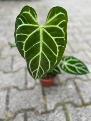 Anthurium Crystallinum x Regale
