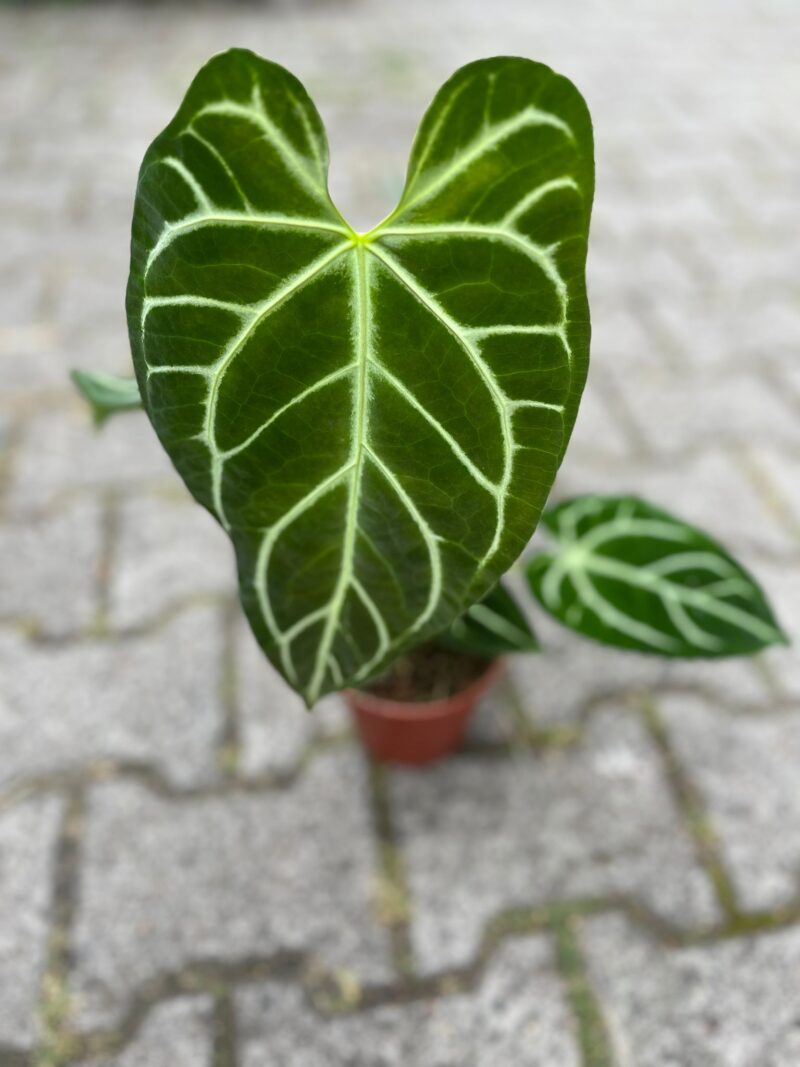 Anthurium Crystallinum x Regale