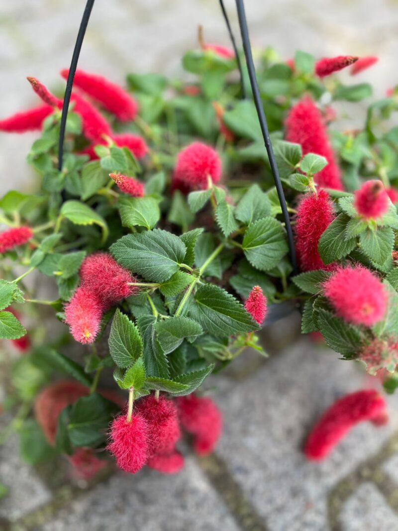 Pokrzywiec Szorstkowłosy (Acalypha Hispida)