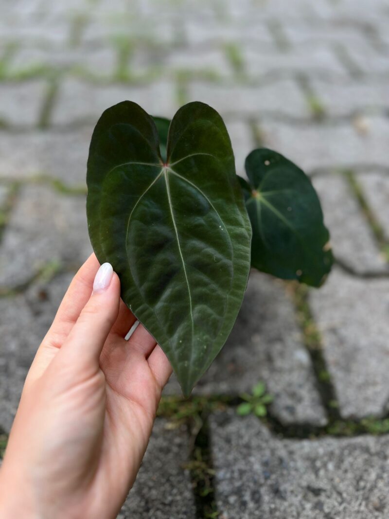 Anthurium Eureka x Papilillaminum