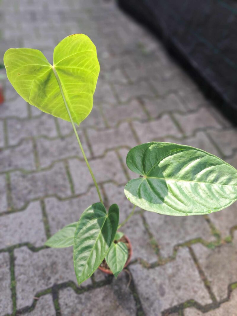 Anthurium Recavum