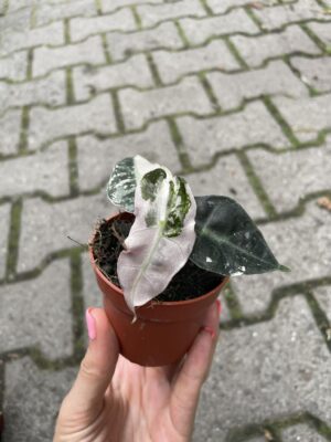 Alocasia Amazonica “Polly” Pink Variegata