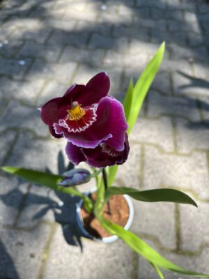 Miltonia Orchid | Storczyk