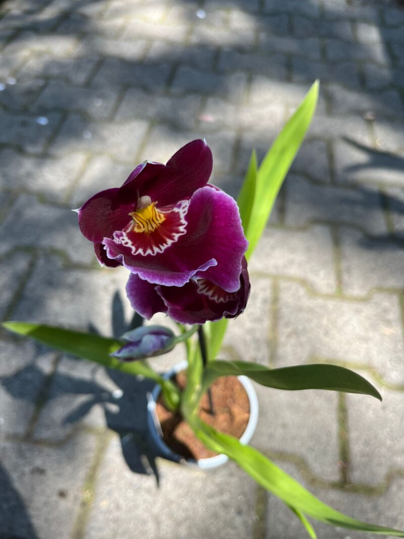 Miltonia Orchid | Storczyk