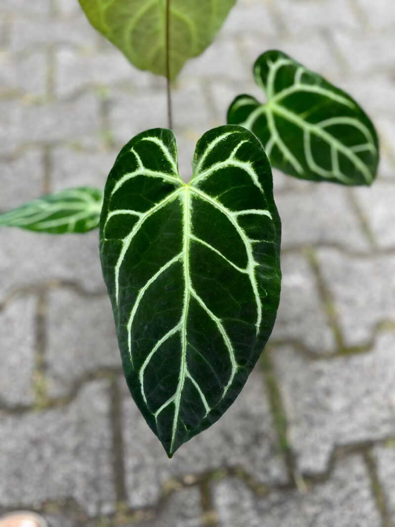 Anthurium Crystallinum x Regale Anthurium Crystallinum x Regale