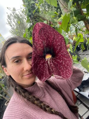 Aristolochia Littoralis