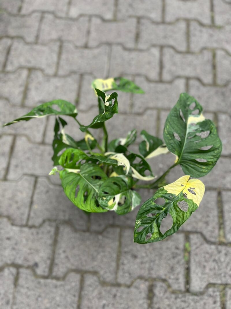 Monstera Adansonii Variegata