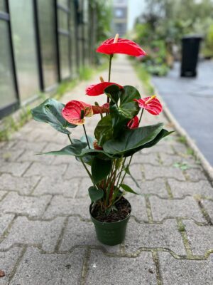 Anthurium ‘Madural’ czerwone kwiaty