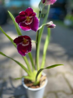 Miltonia Orchid | Storczyk
