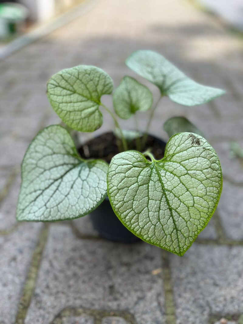 BRUNNERA MACROPHYLLA SILVER HEART BRUNNERA WIELKOLISTNA