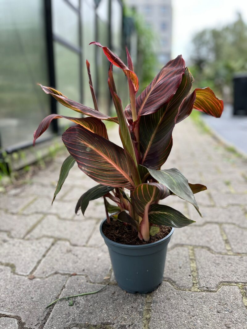 Canna Tropicanna Durban