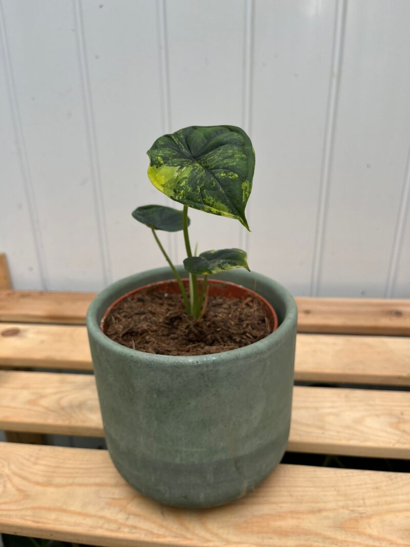 Alocasia Dragon Scale Variegata aurea