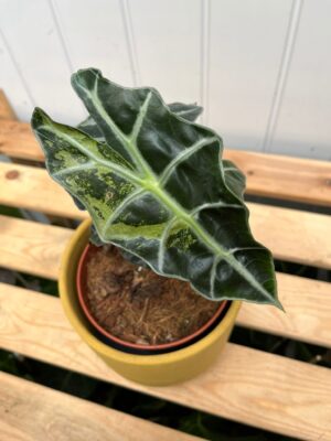 Alocasia Amazonica Polly Variegata