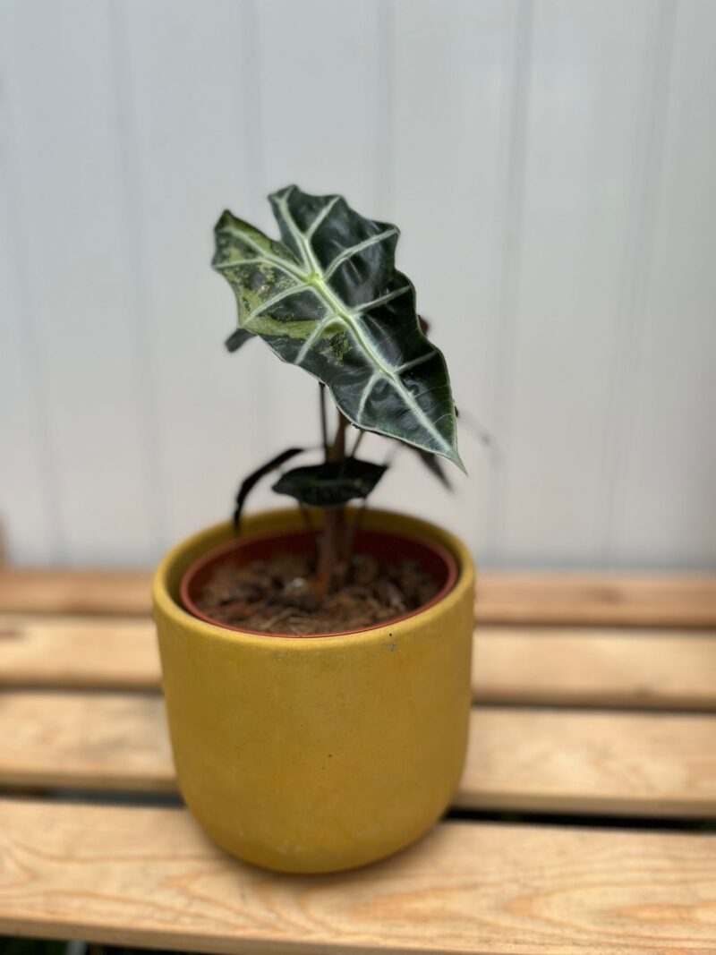 Alocasia Amazonica Polly Variegata