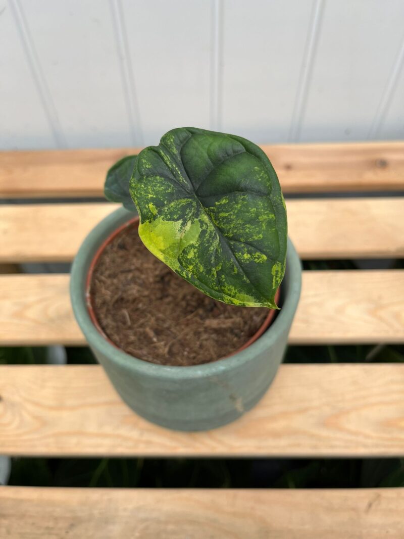 Alocasia Dragon Scale Variegata aurea