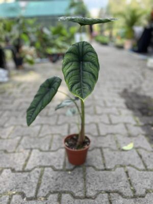 Alocasia Puncak Borneensis