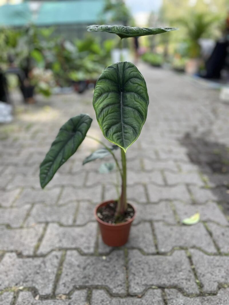 Alocasia Puncak Borneensis