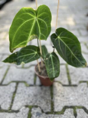 Anthurium Warocqueanum x Magnificum II kategoria