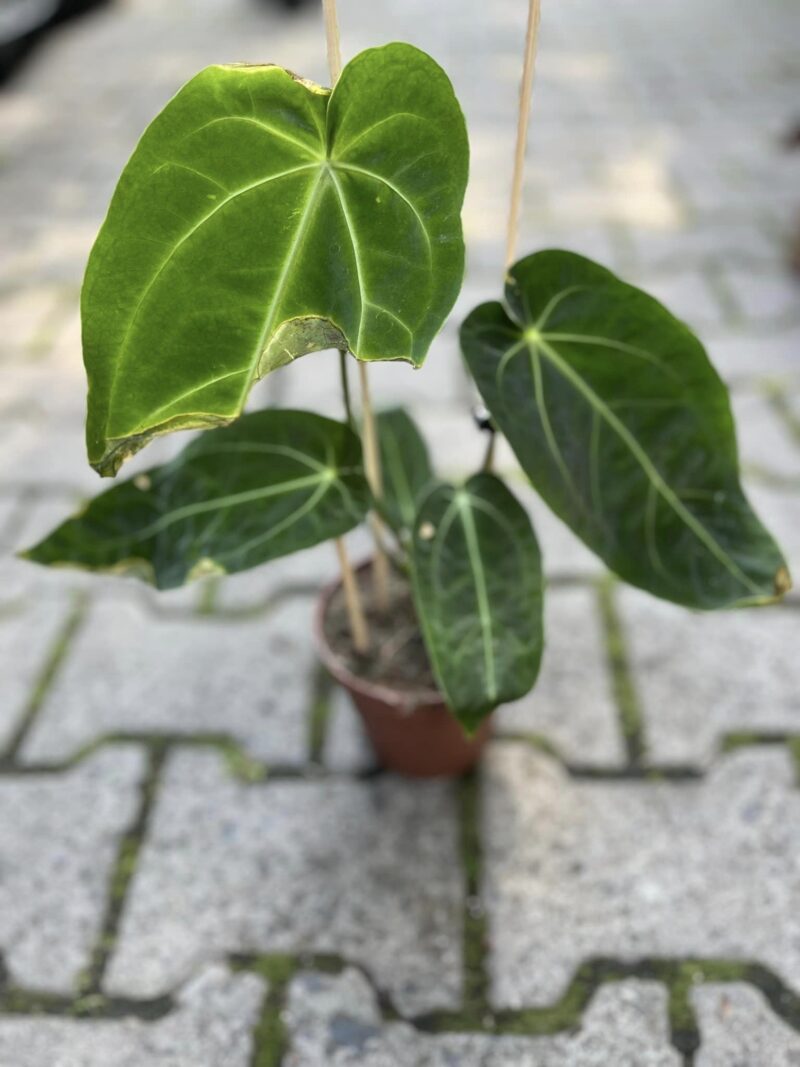 Anthurium Warocqueanum x Magnificum II kategoria