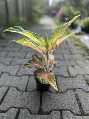 Aglaonema Eyecatcher