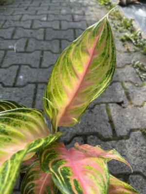 Aglaonema Eyecatcher