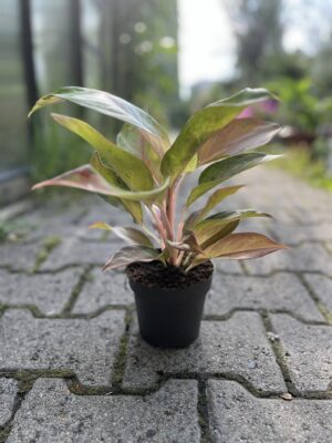 Aglaonema Guave Pink
