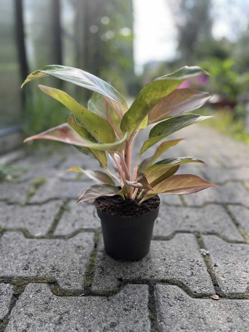 Aglaonema Guave Pink