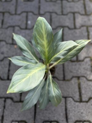 Aglaonema Aqua Green
