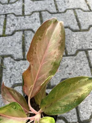 Aglaonema Guave Pink