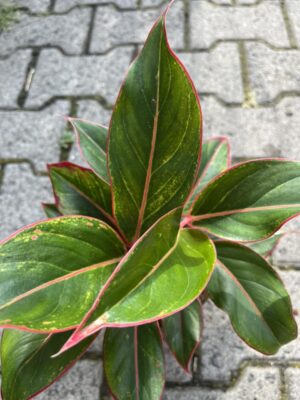 Aglaonema Jungle Red