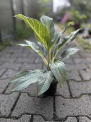 Aglaonema Aqua Green