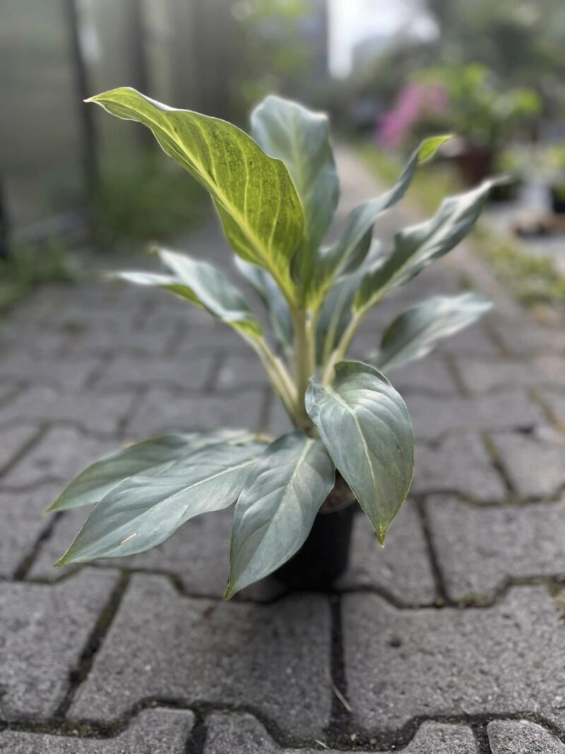 Aglaonema Aqua Green