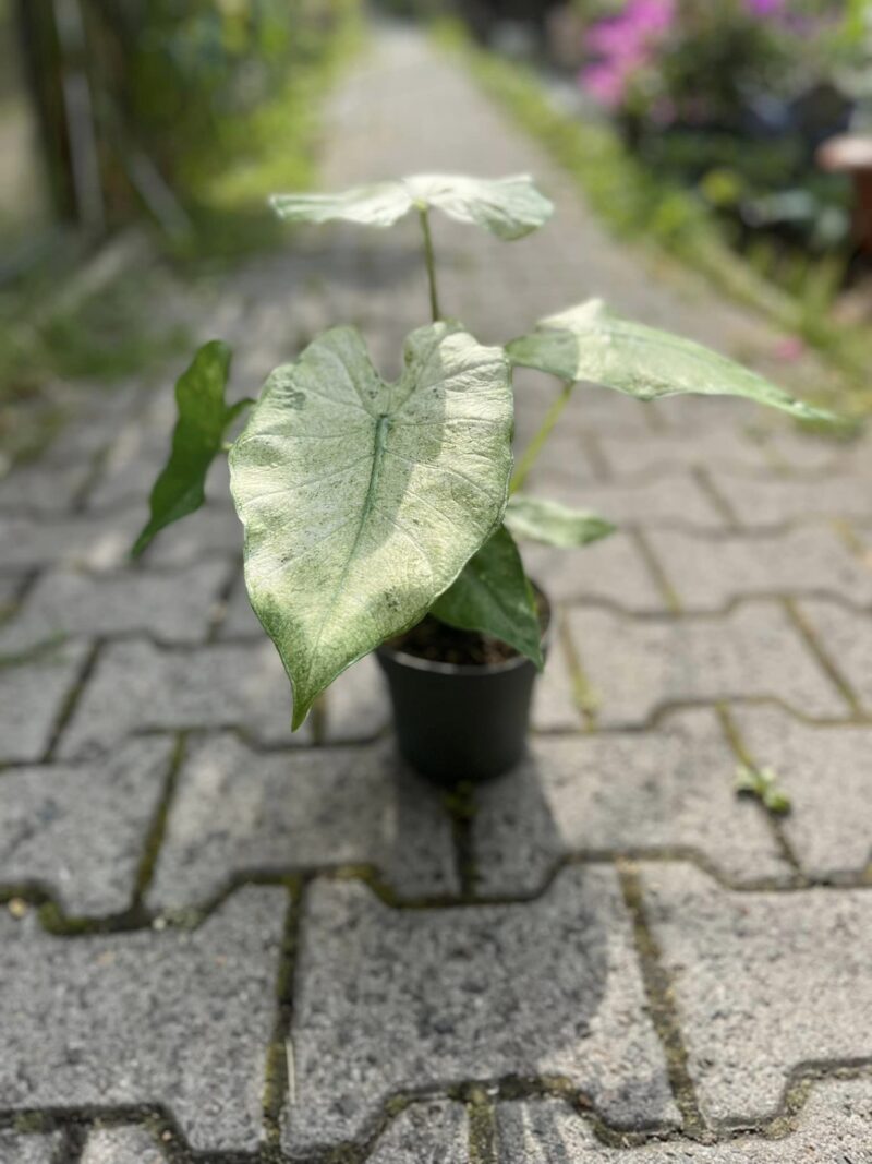 Alocasia Macrorrhiza Splash Mint