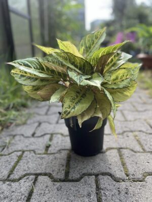 Aglaonema Chartreuse Pretty