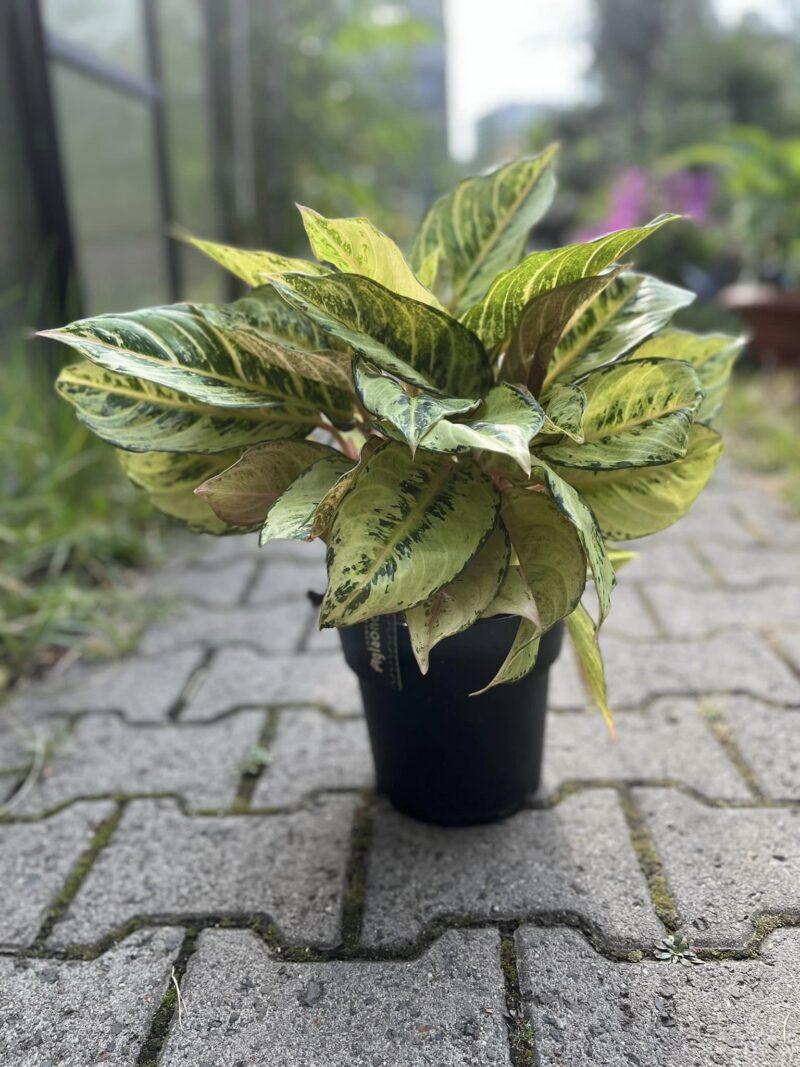 Aglaonema Chartreuse Pretty