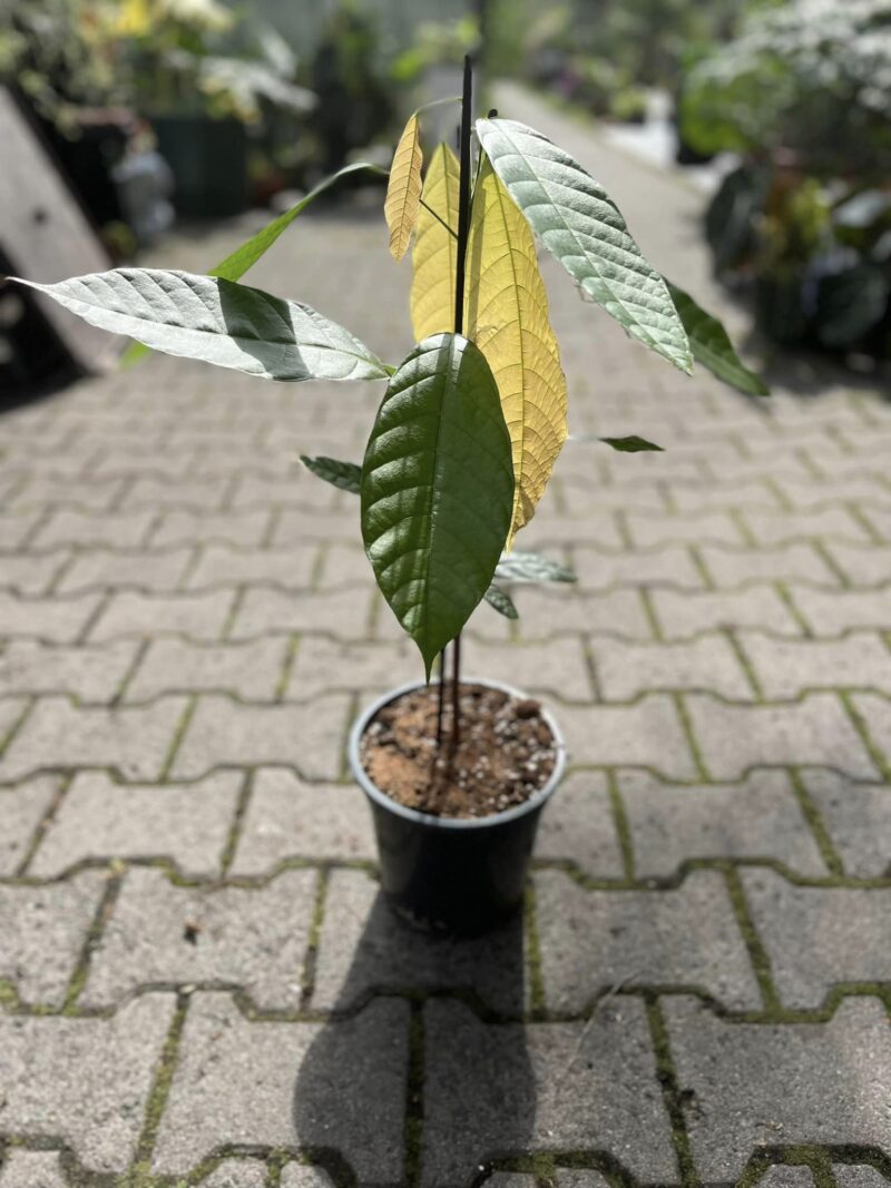 Pachira aquatica ‘Cacao Theobroma’ Kakaowiec Pachira aquatica ‘Cacao Theobroma’ Kakaowiec