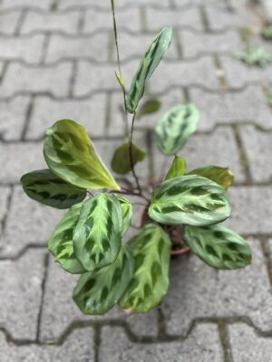 Maratna Leuconeura Cristata