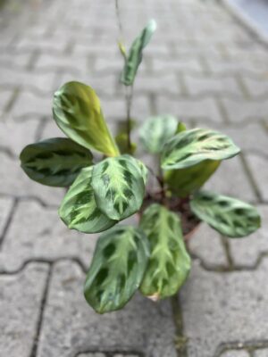 Maratna Leuconeura Cristata