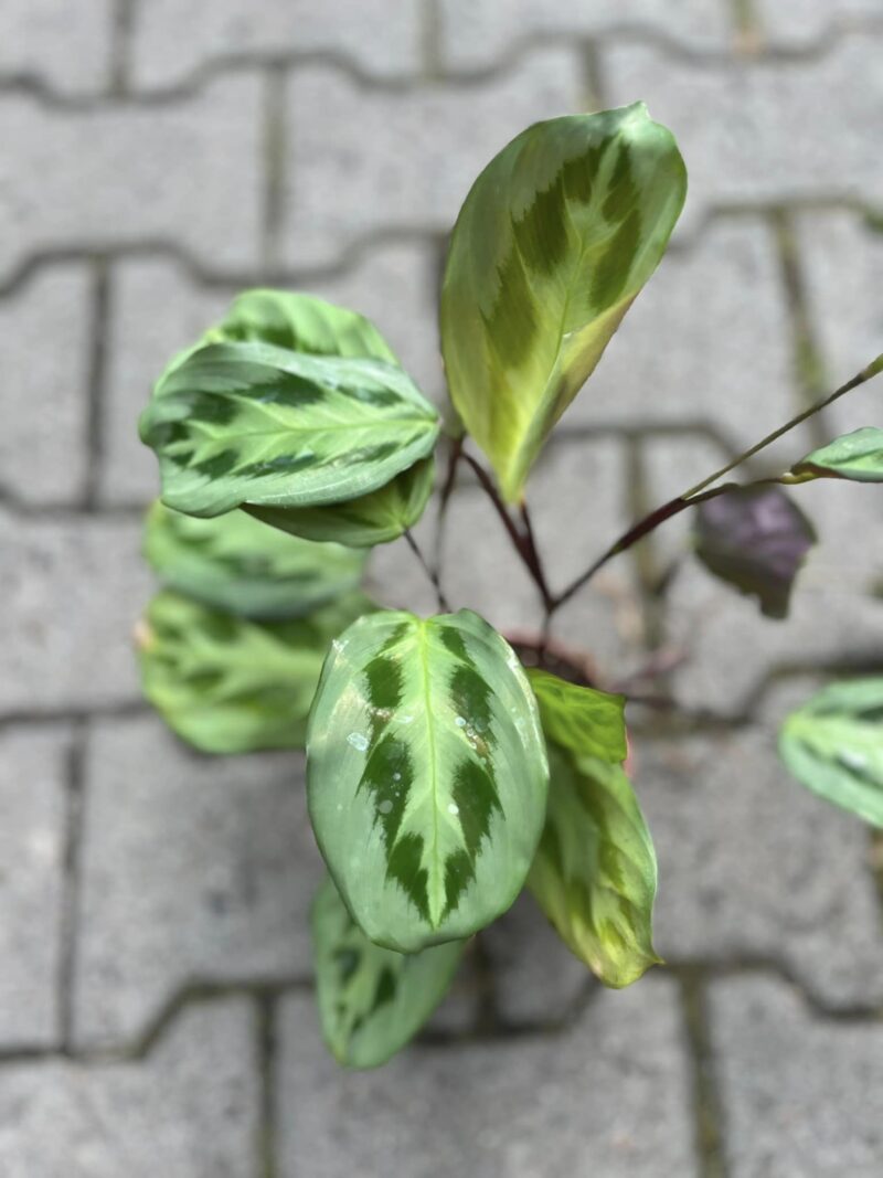 Maratna Leuconeura Cristata
